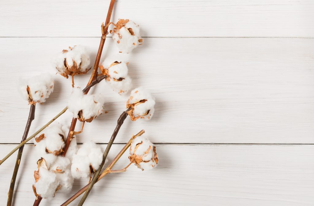 Dried Cotton Flower